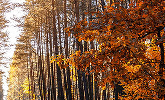 小白龙马山有限责任公司：低价提升抖音快手作品热度，粉丝增长互动优化